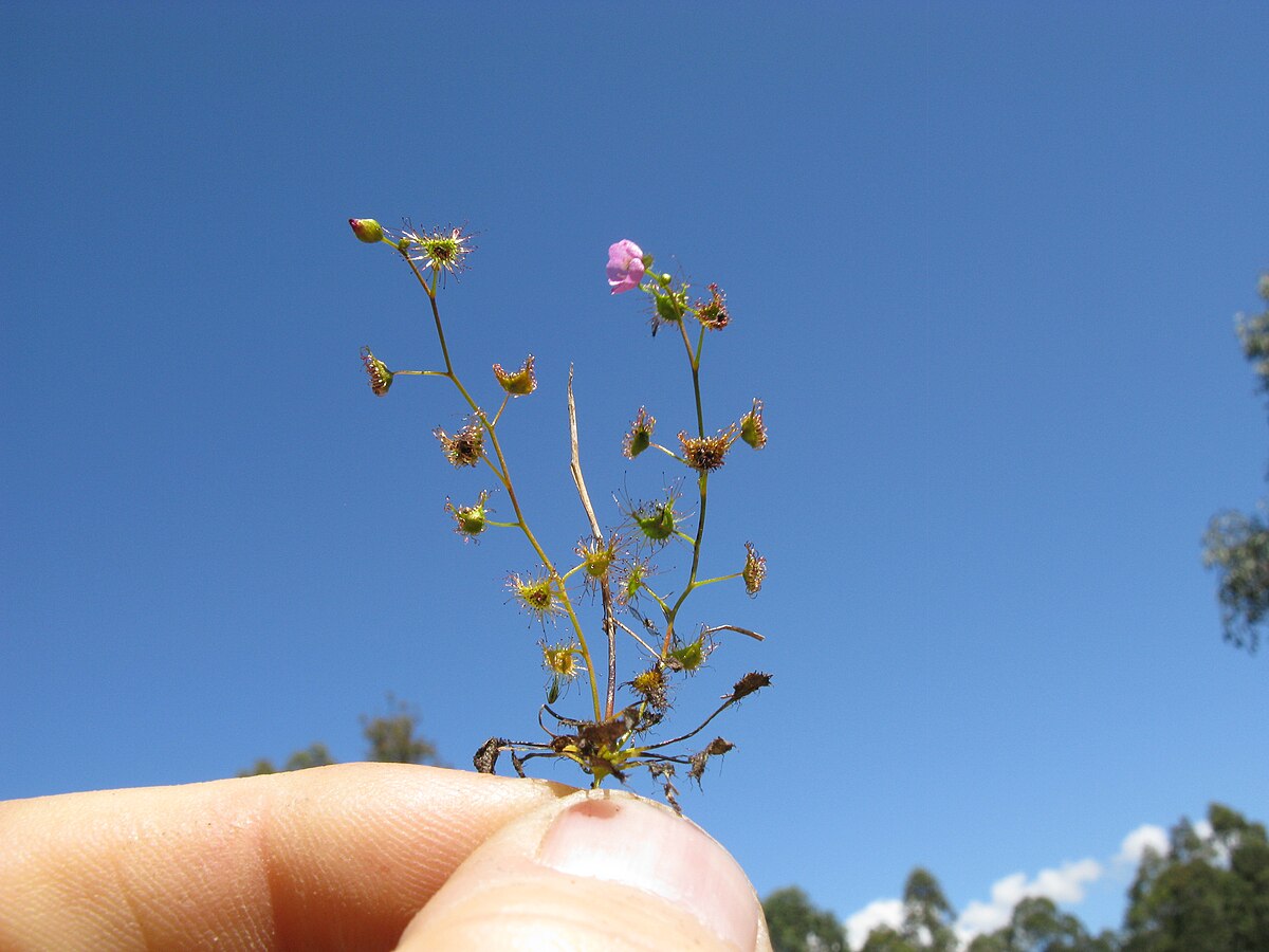 Drosera gracilis