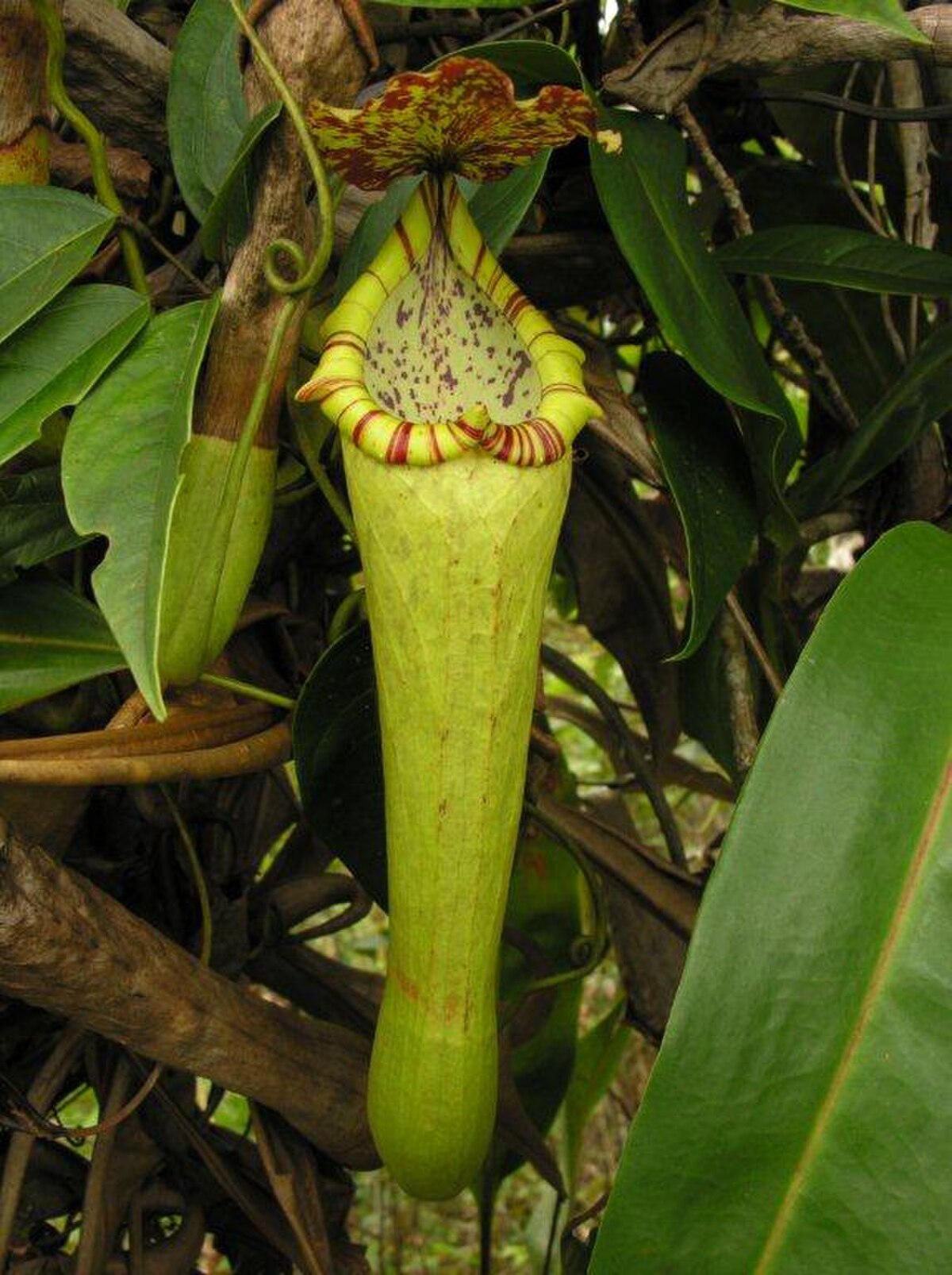 Nepenthes Boschiana