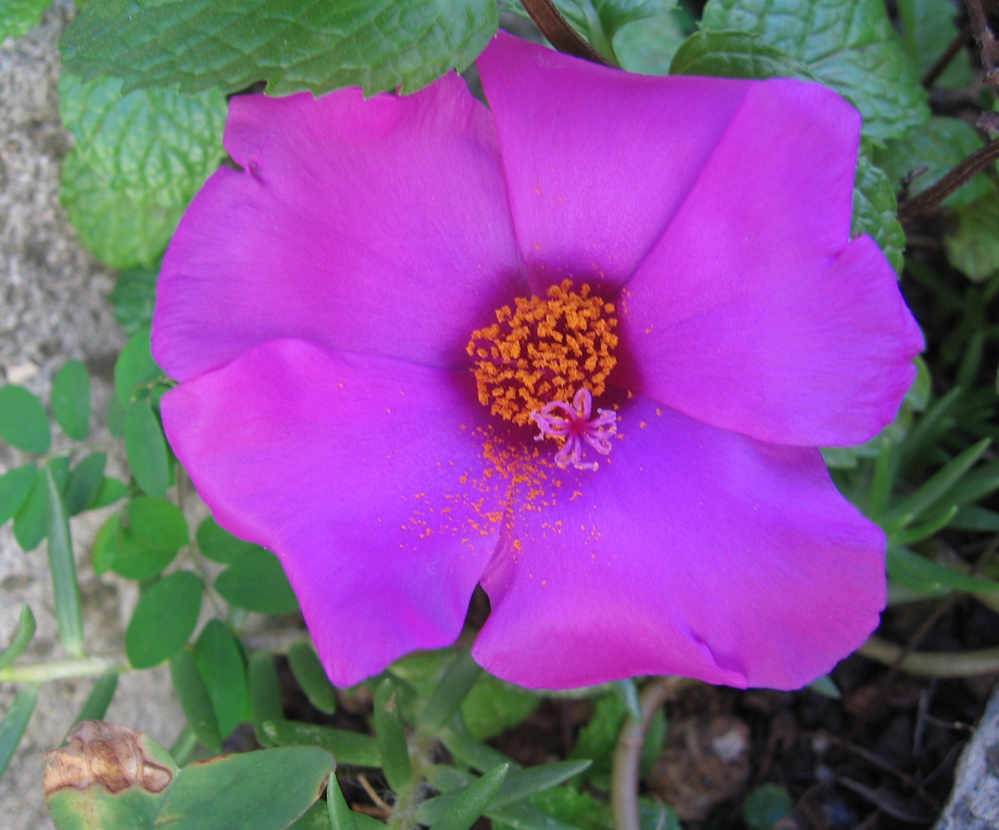 Portulaca grandiflora