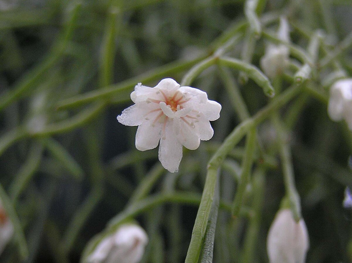 Rhipsalis baccifera