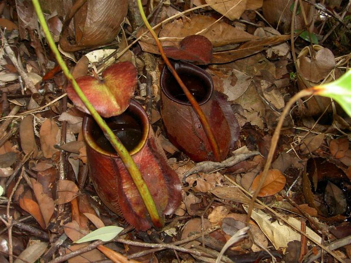 Lower pitchers