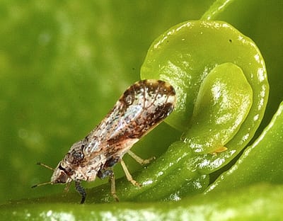 Citrus pursha