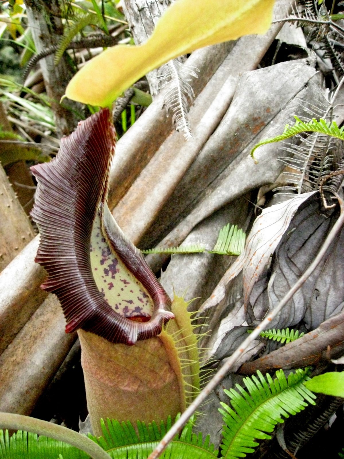 Nepenthes carunculata