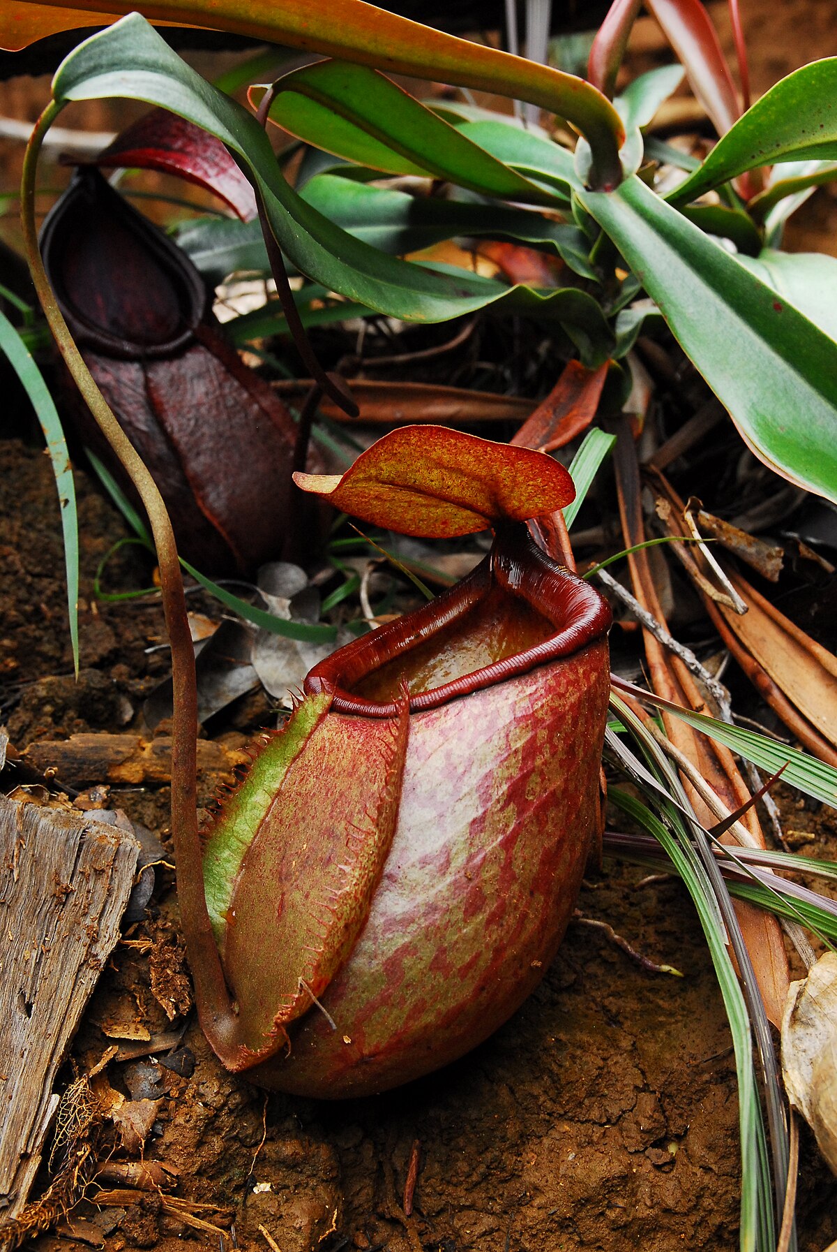 Nepenthes Merrilliana