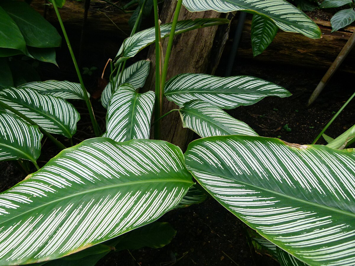 Calathea ornata