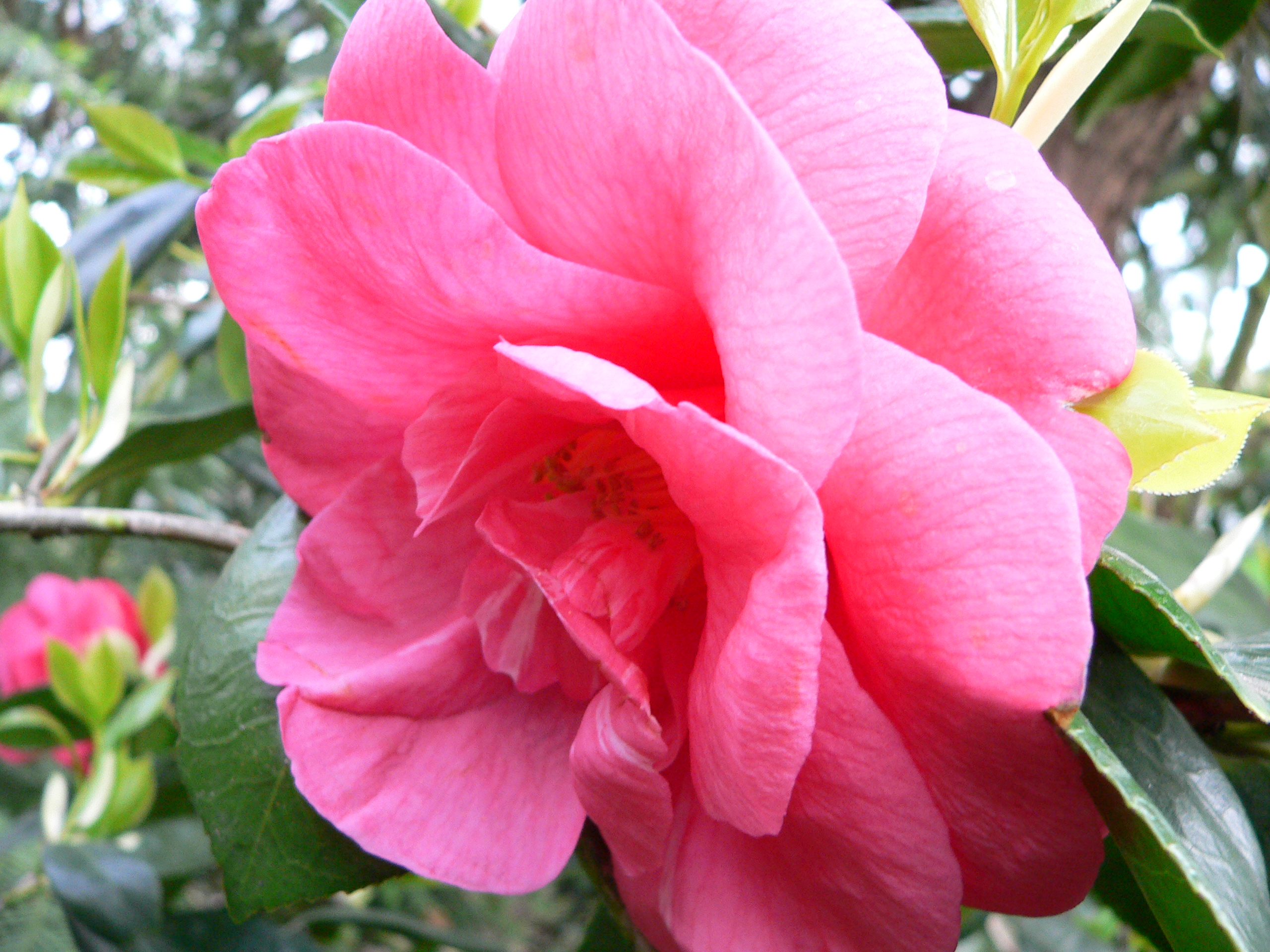 Camellia