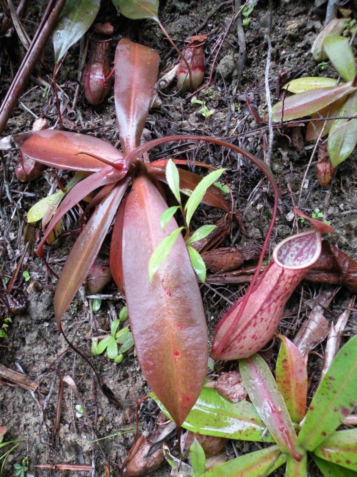 Nepenthes benstonei