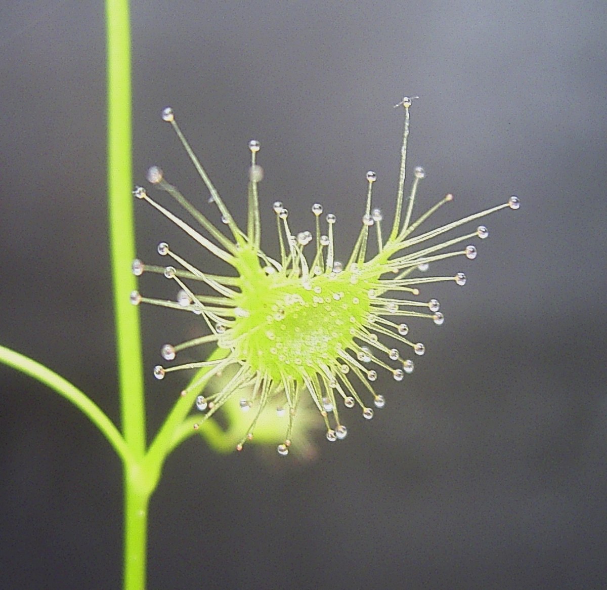 Drosera auriculata