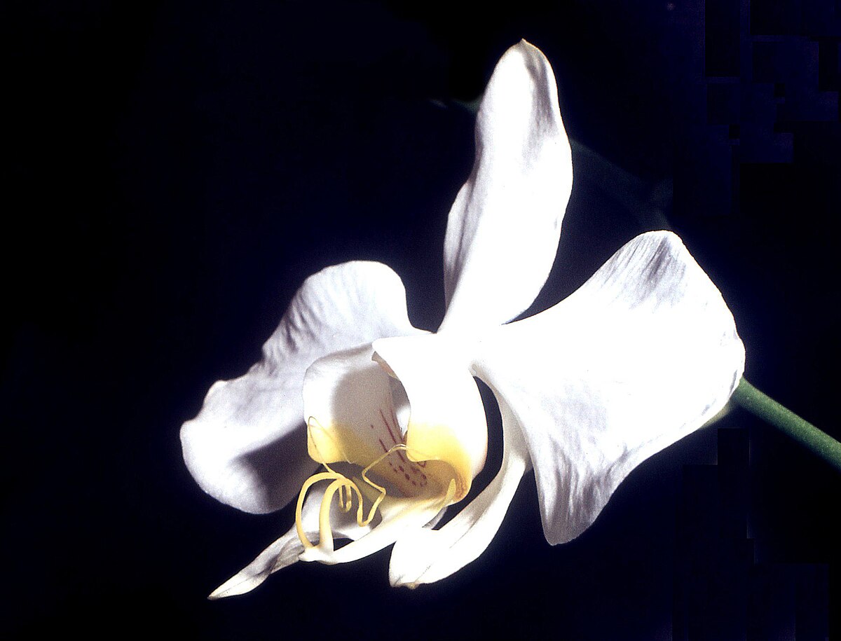 Phalaenopsis schilleriana