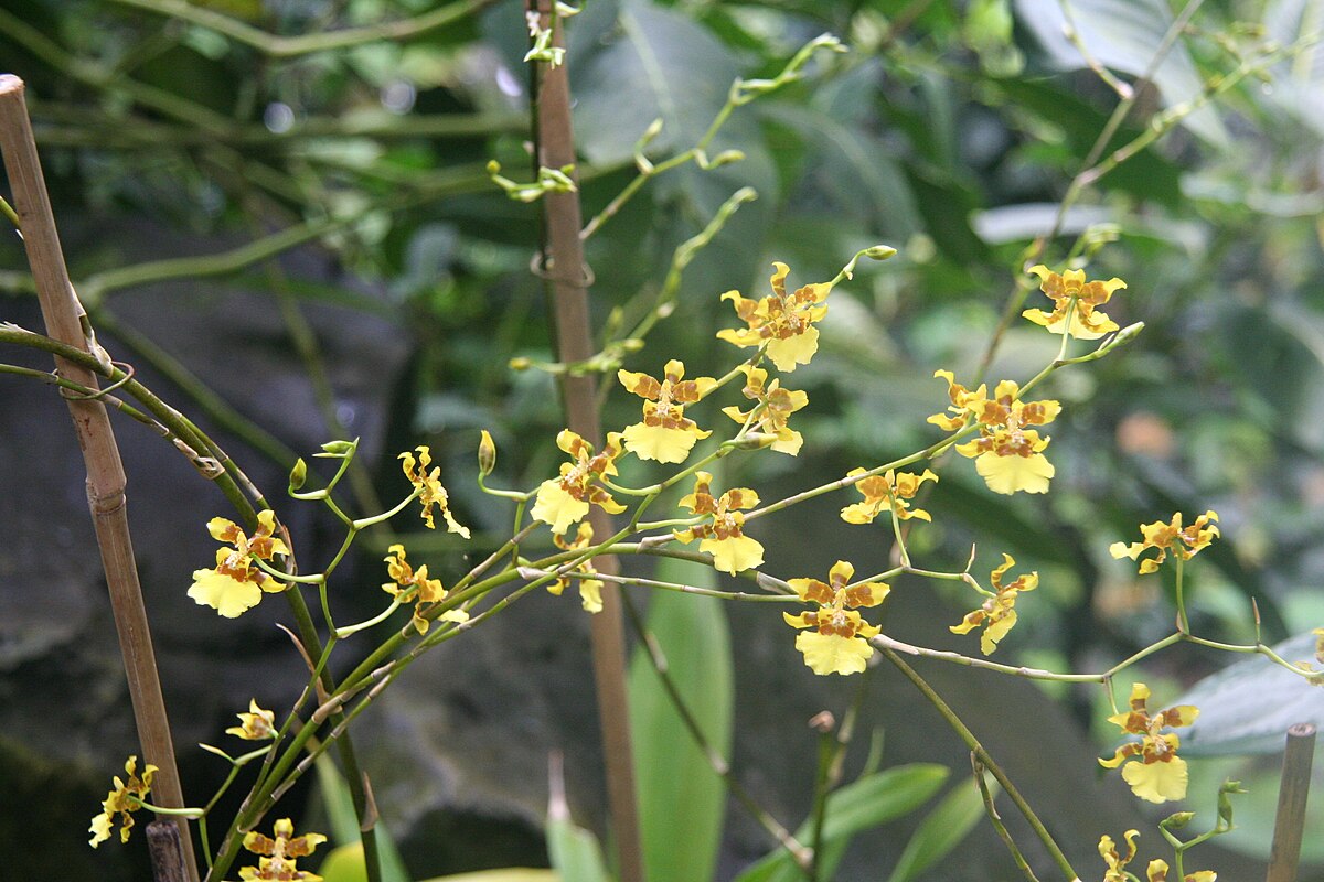 Oncidium sphacelatum