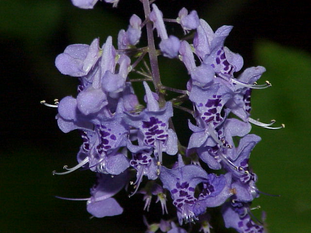 Plectranthus tomentosa