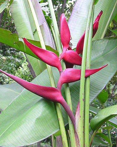 Heliconia
