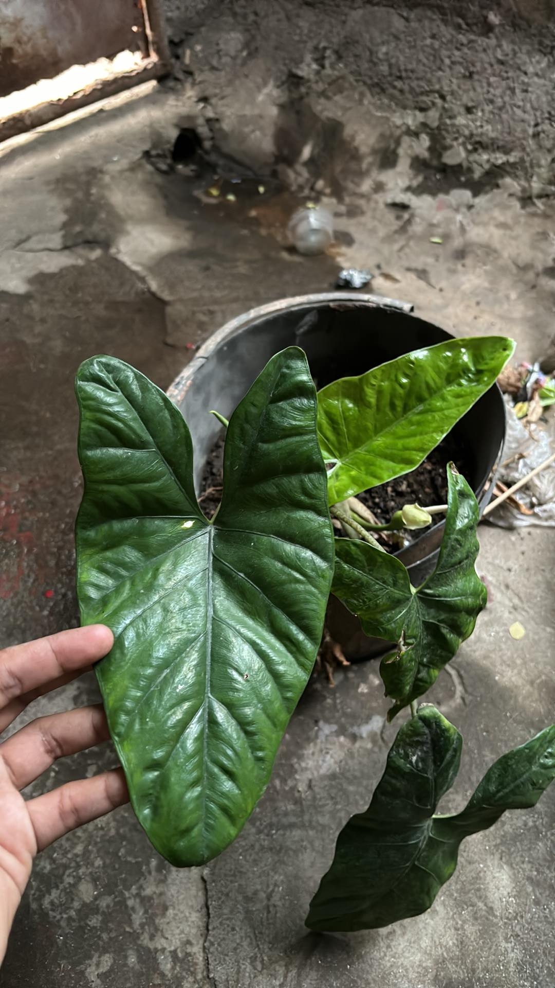 Alocasia Pink Dragon