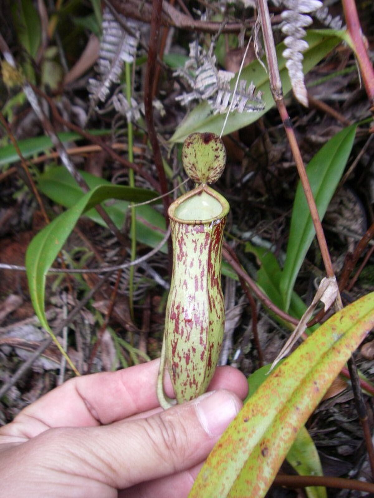 Nepenthes trichocarpa