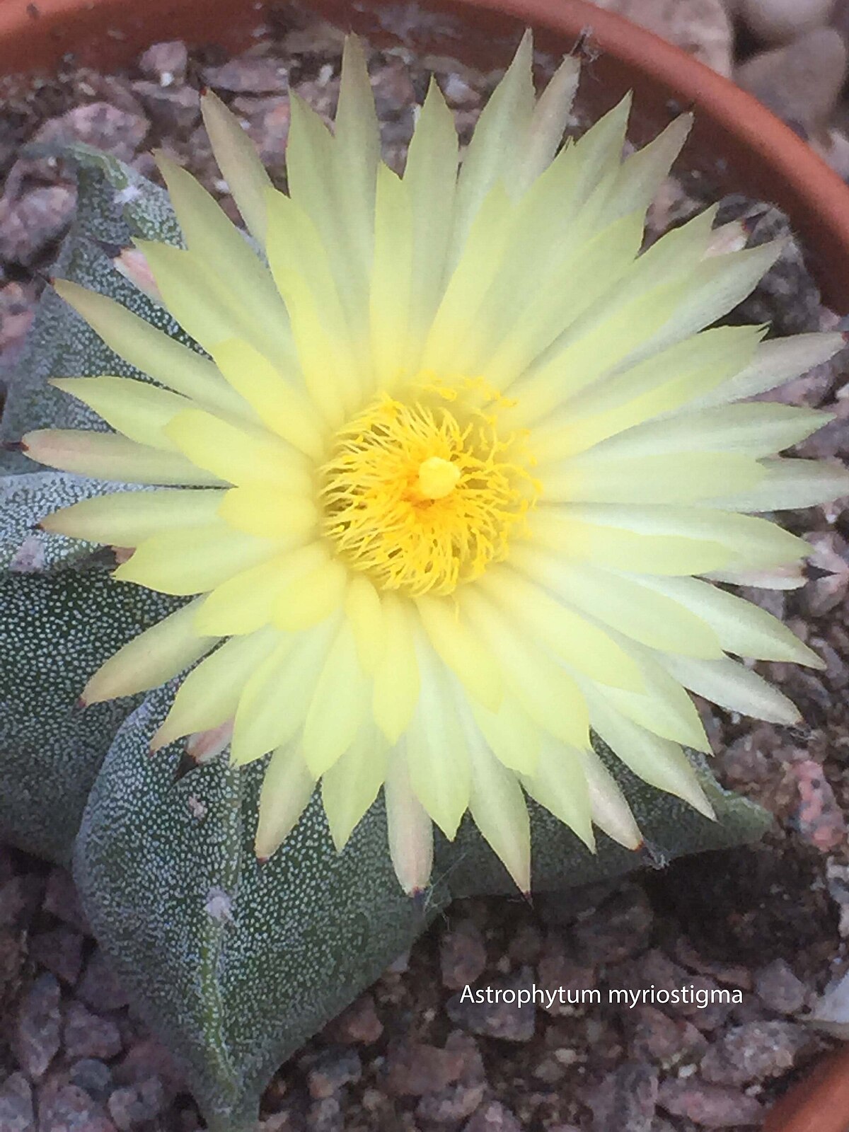 Astrophytum myriostigma