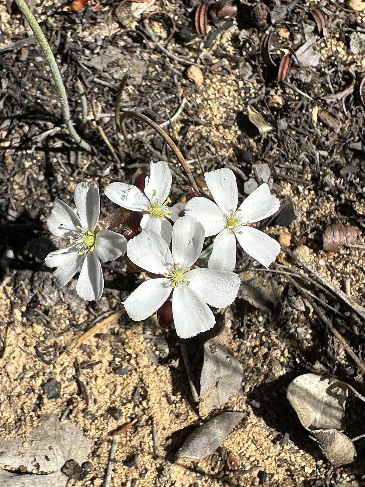 Drosera collina