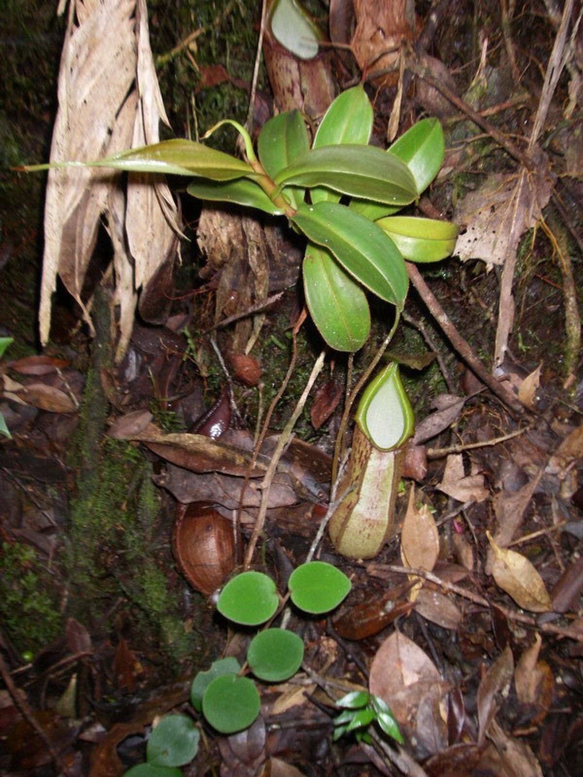 Nepenthes rhombicaulis