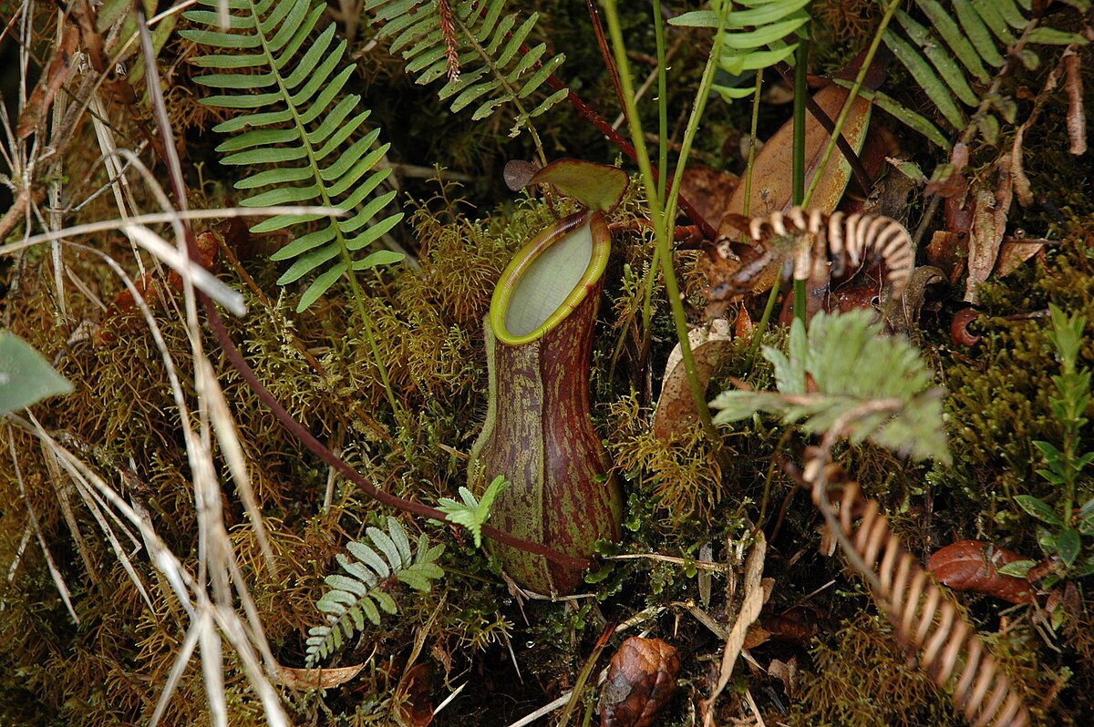 Nepenthes murudensis
