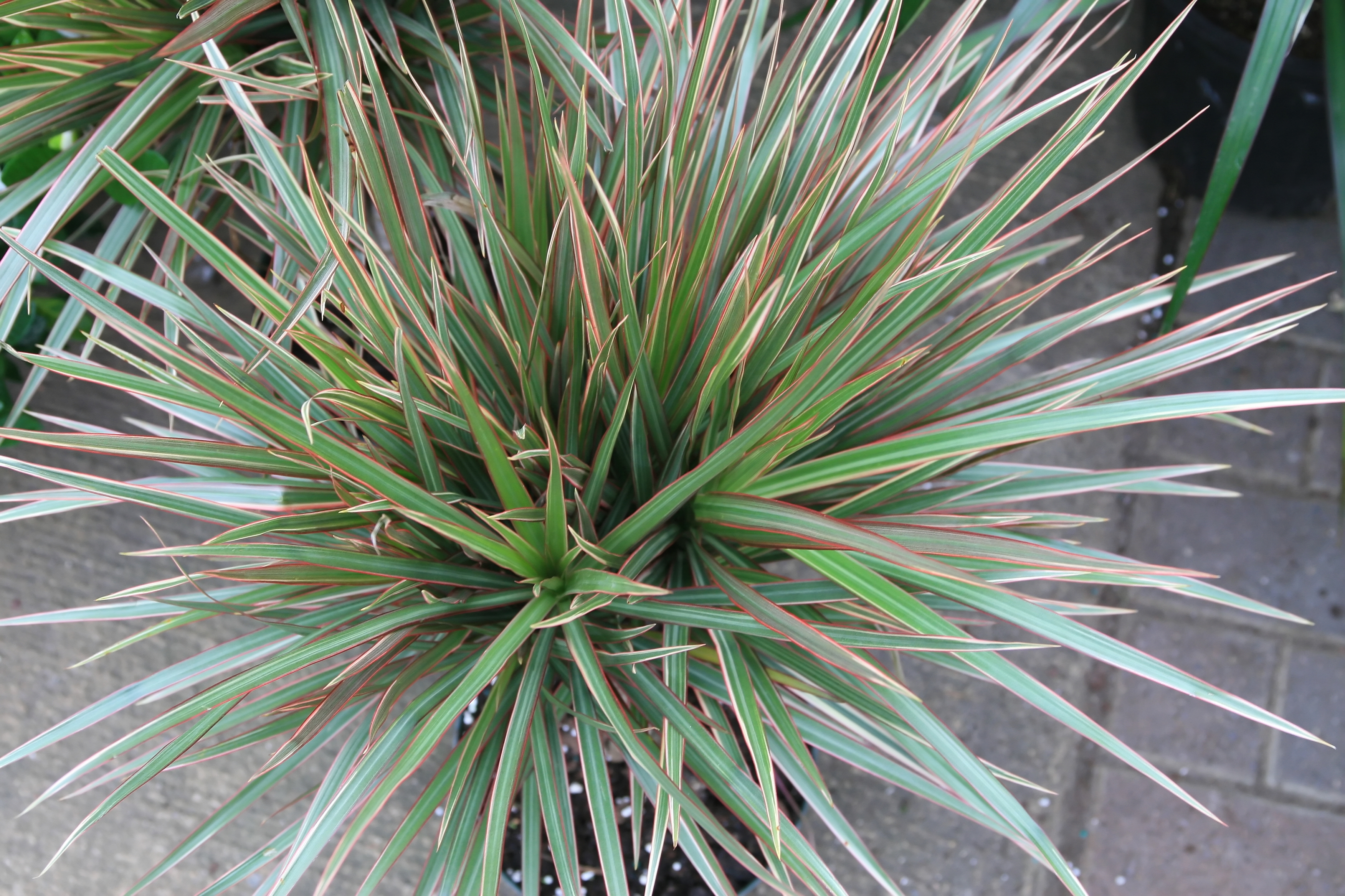 Dracaena reflexa
