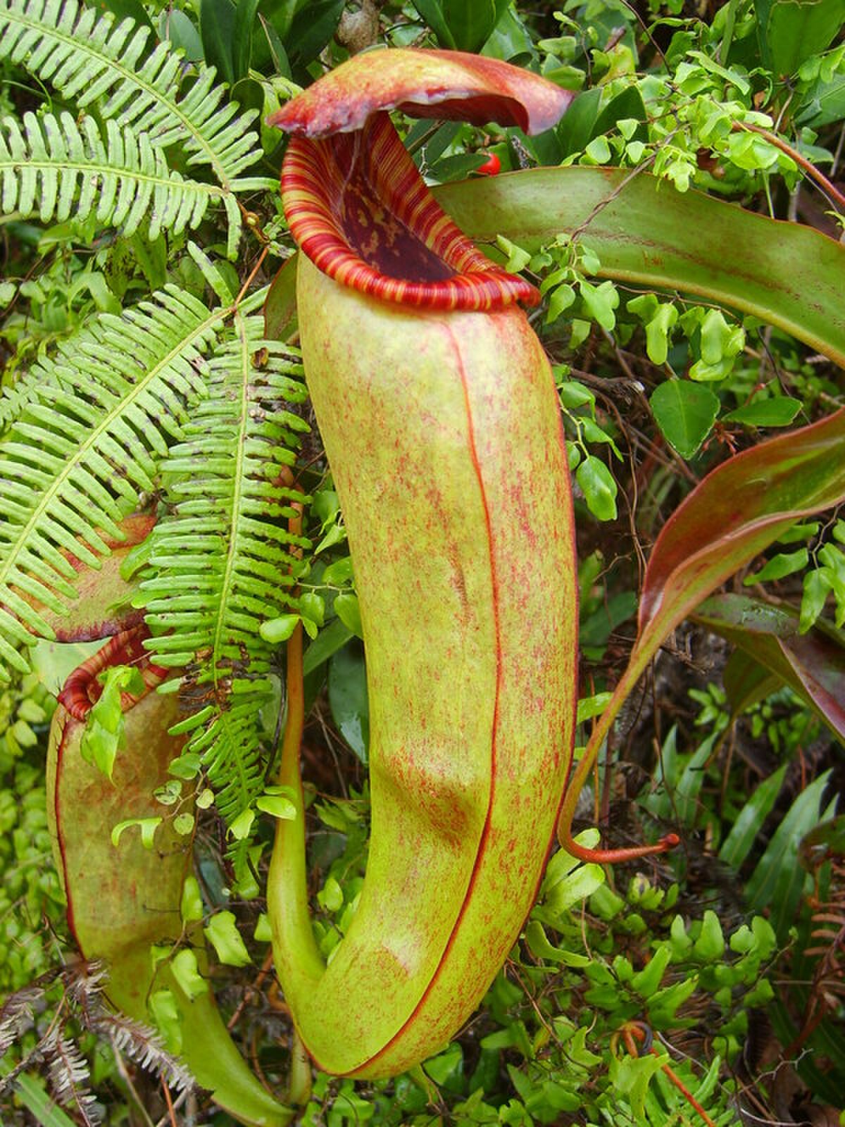 Nepenthes bokorensis