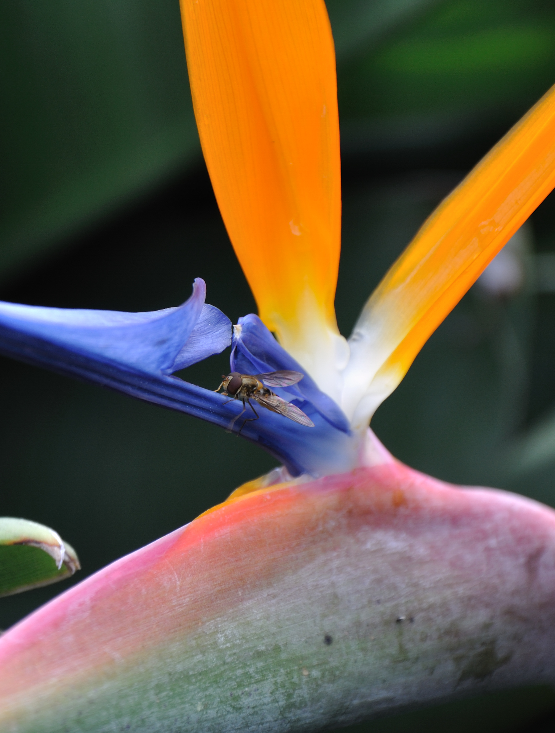 Strelitzia reginae
