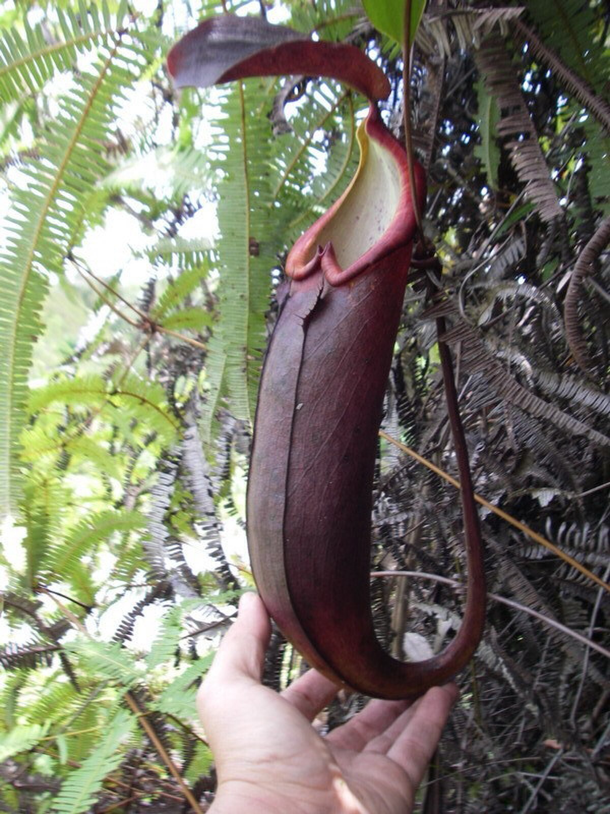 Nepenthes beccariana