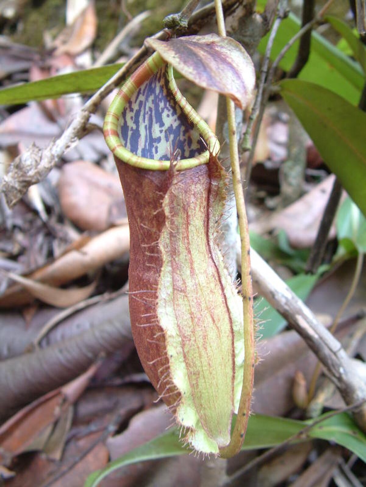 Nepenthes Tomoriana