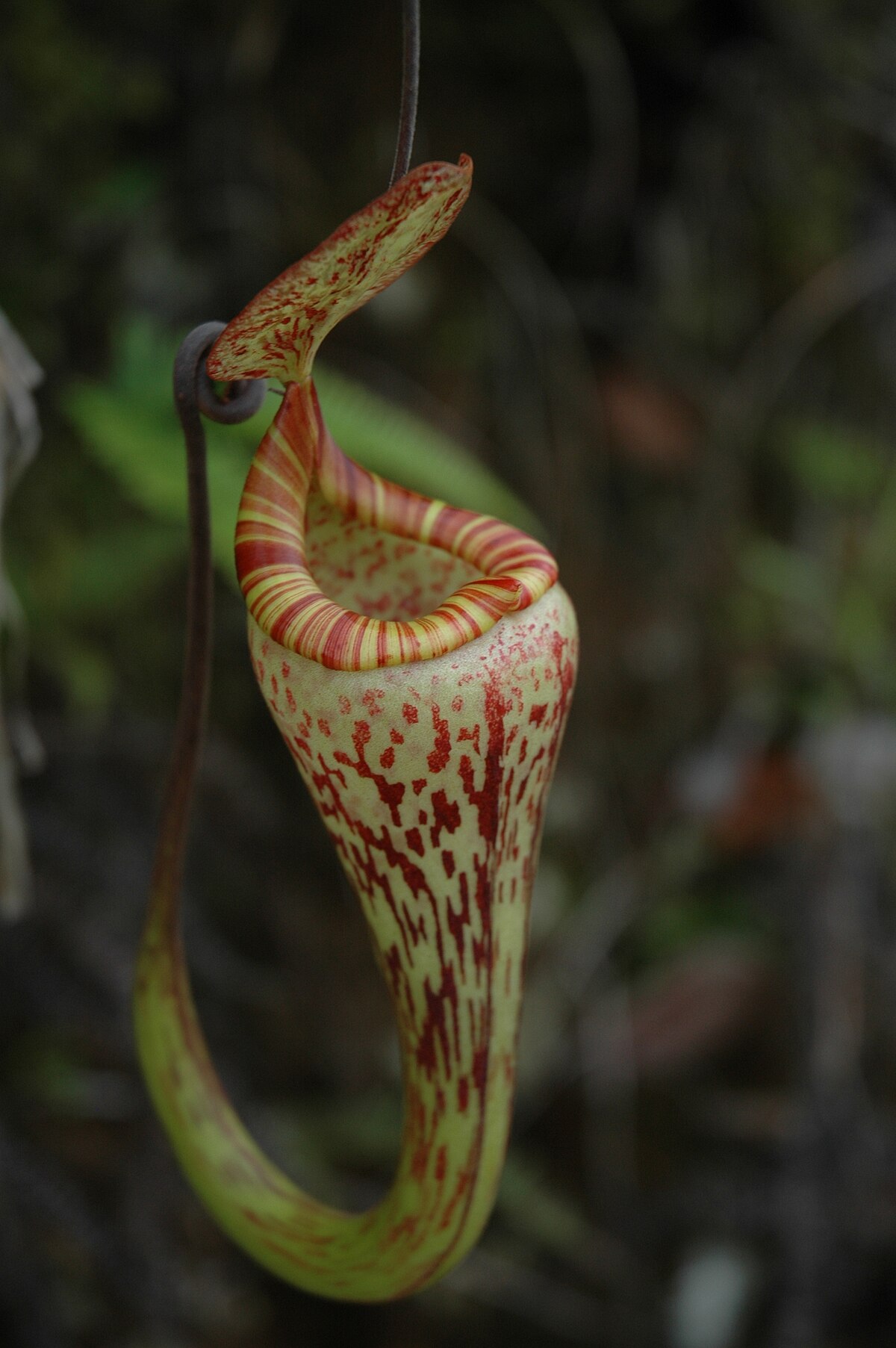 Nepenthes Vogelii