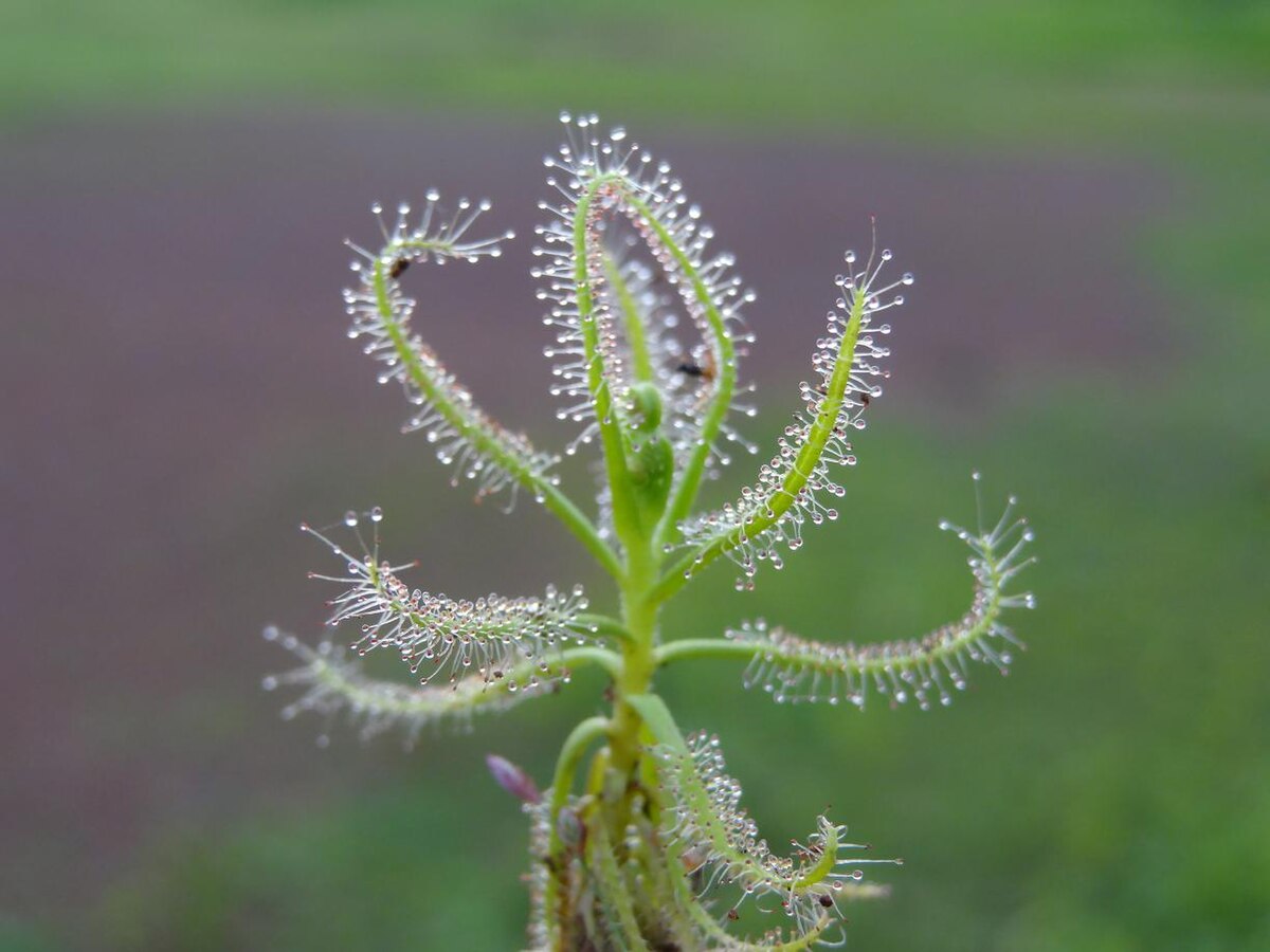 Drosera indica