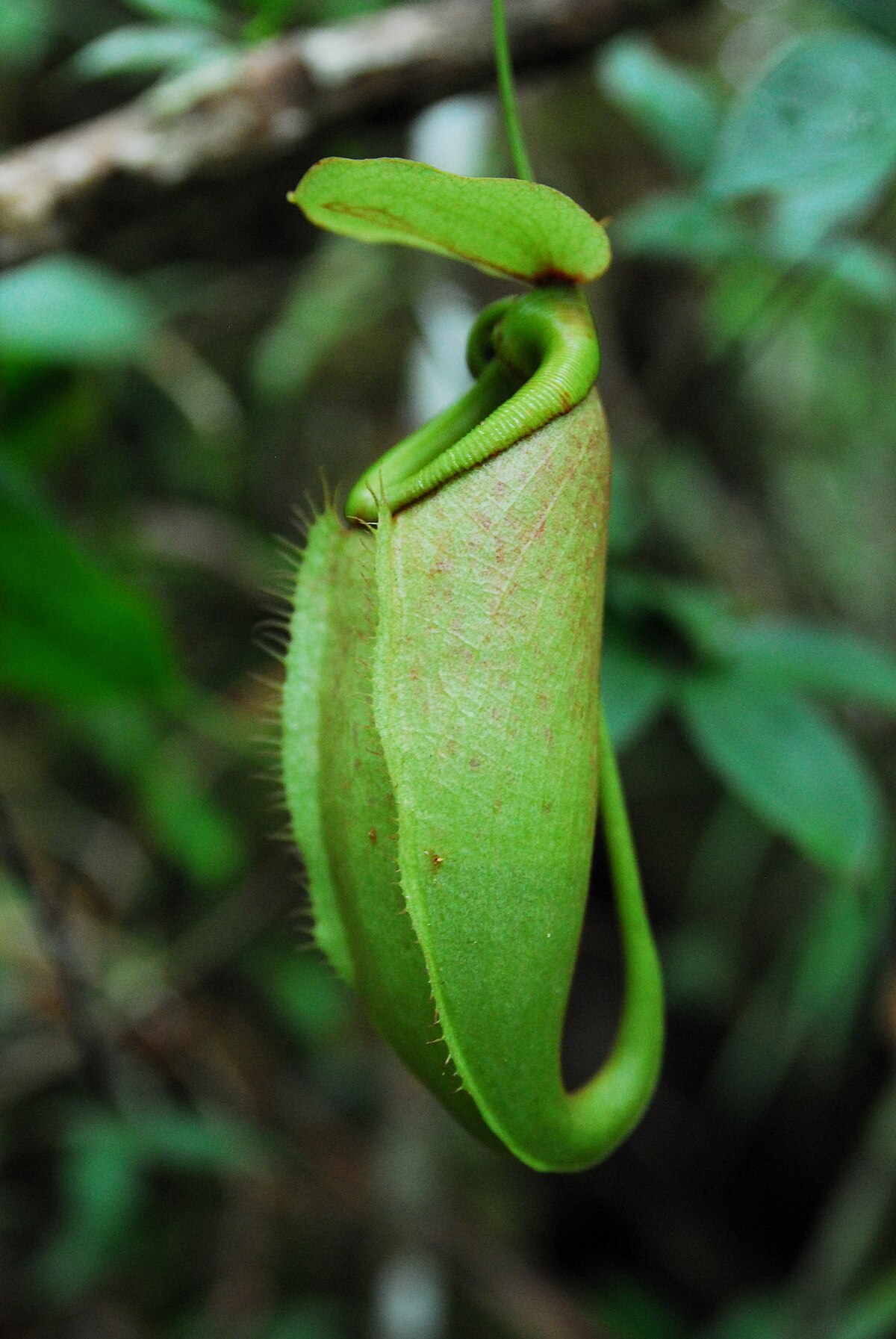 Nepenthes Bellii