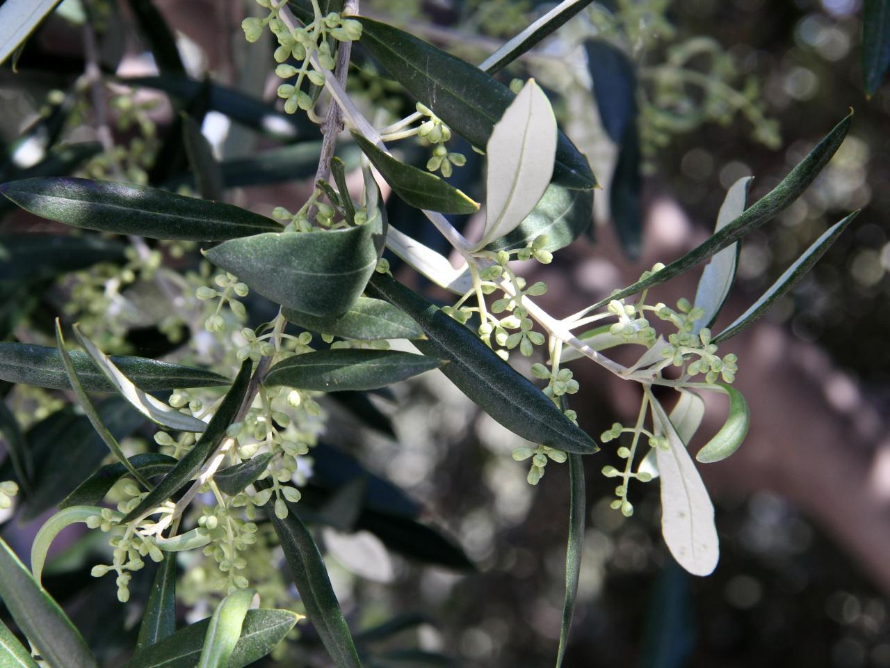 Olea europaea — iNaturalist