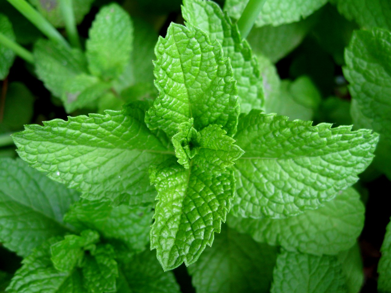 Mentha