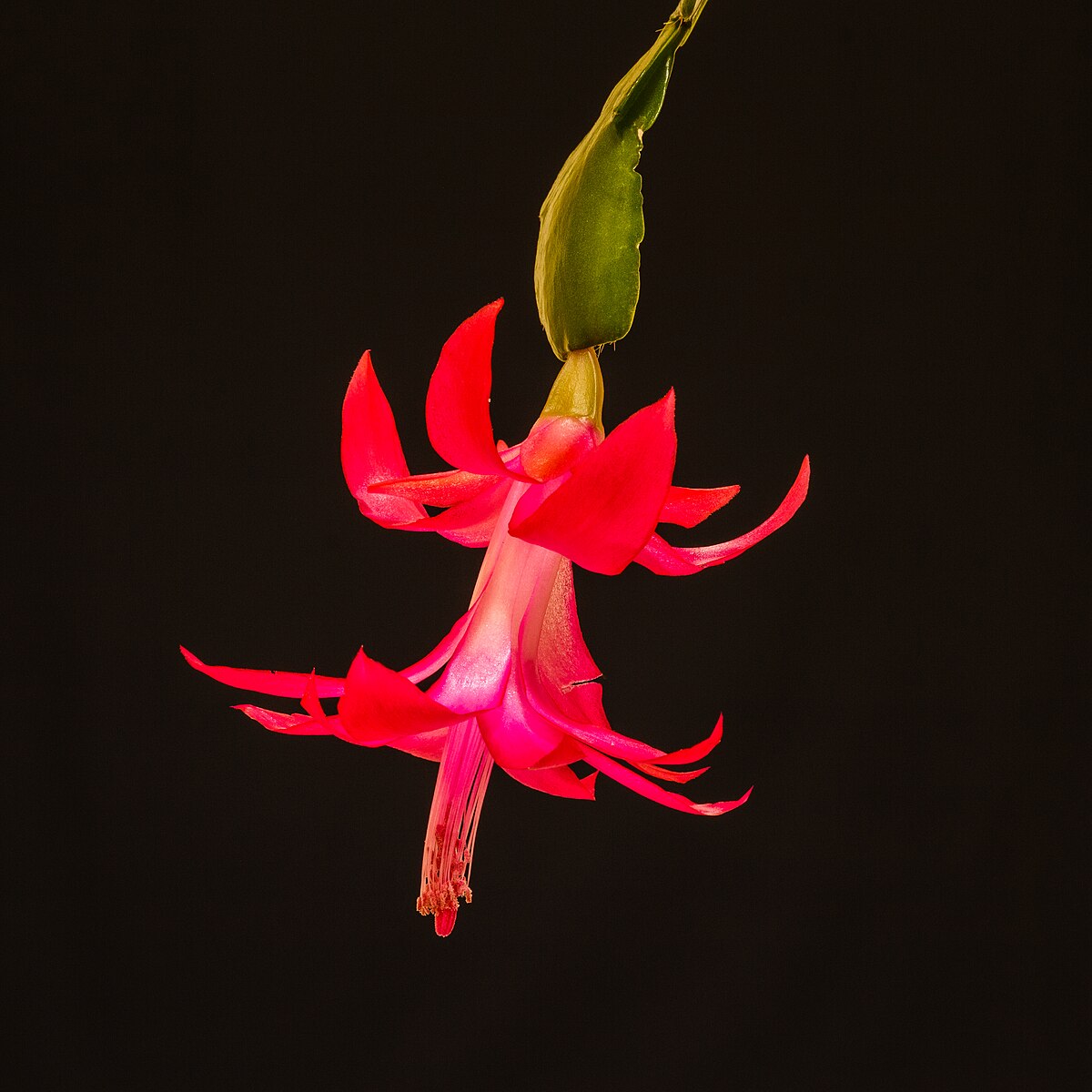 Schlumbergera buckleyi