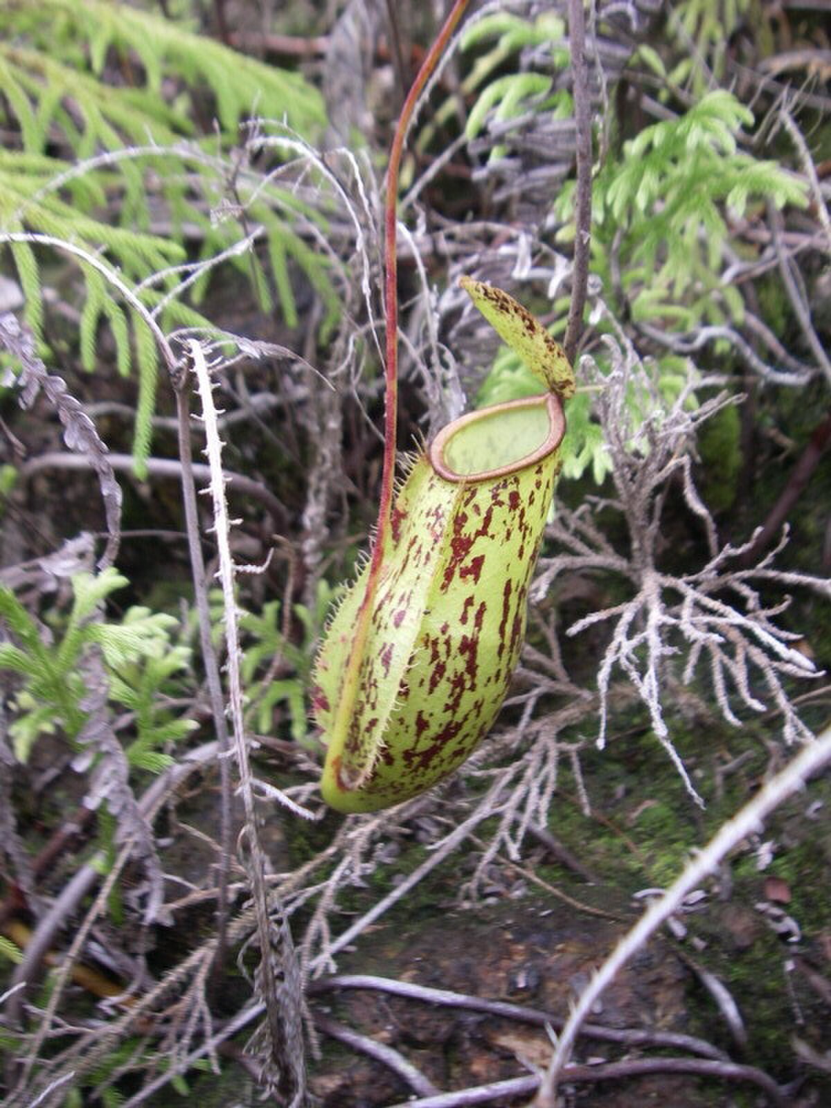 Nepenthes trichocarpa