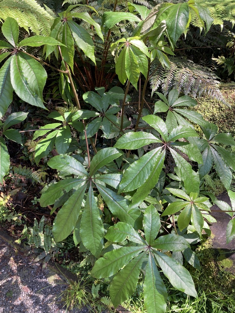 Schefflera