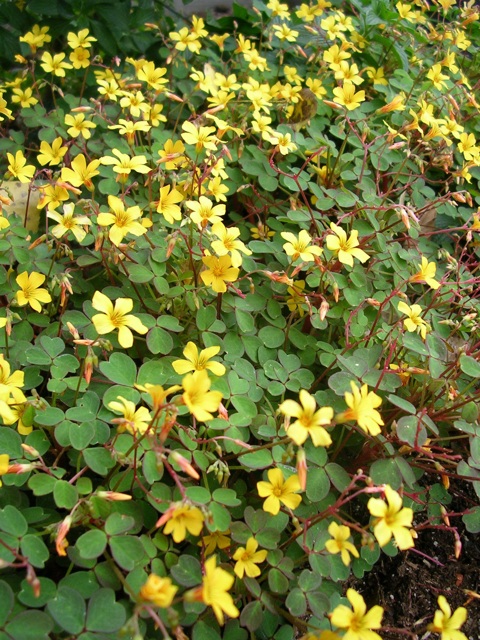 Oxalis spiralis