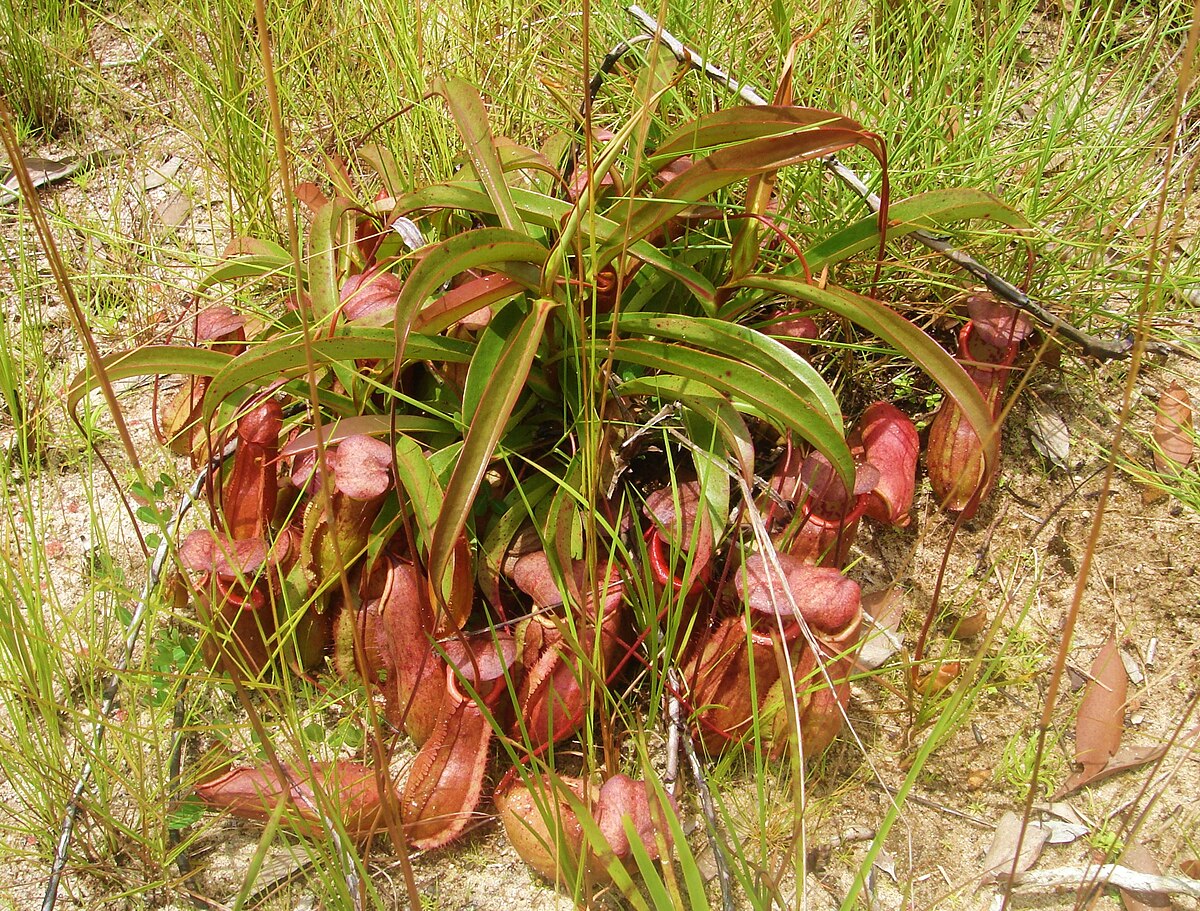 Nepenthes andamana