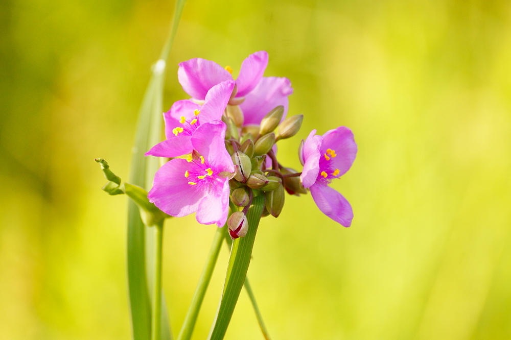 Rhoeo — iNaturalist