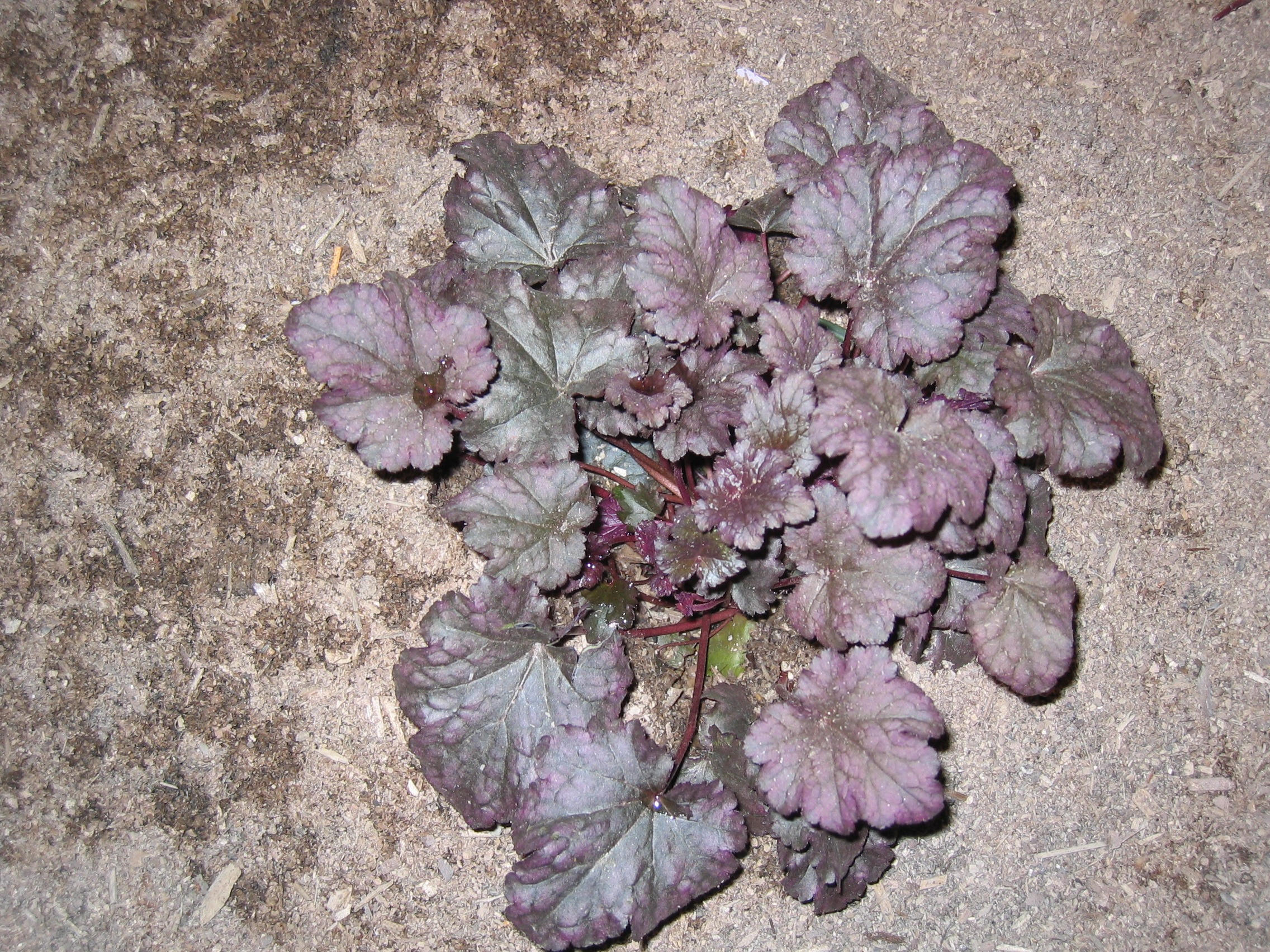 Heuchera