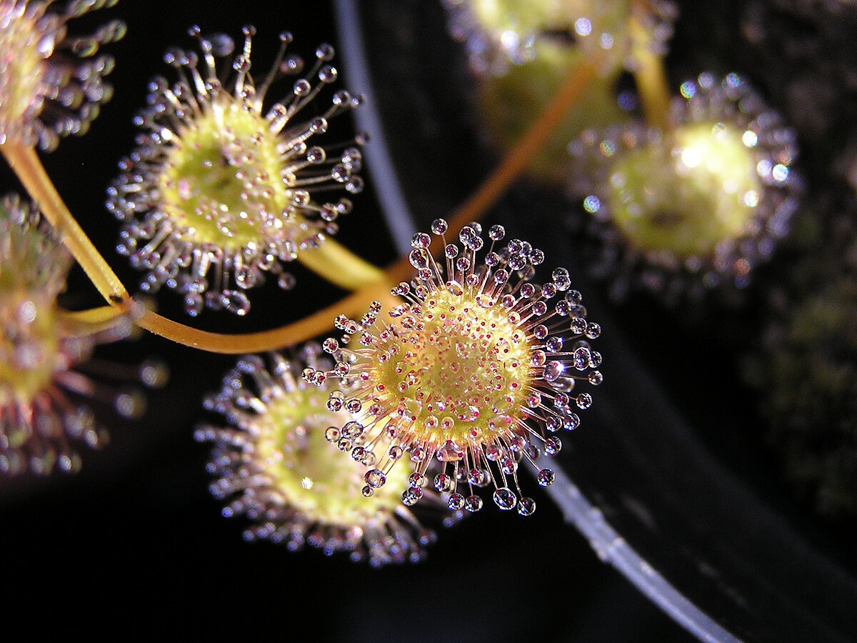 Drosera ramellosa