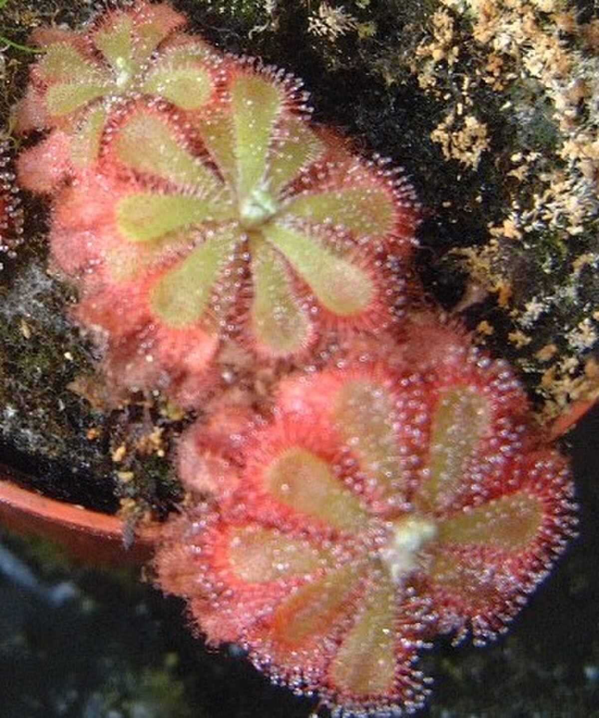 Drosera aliciae