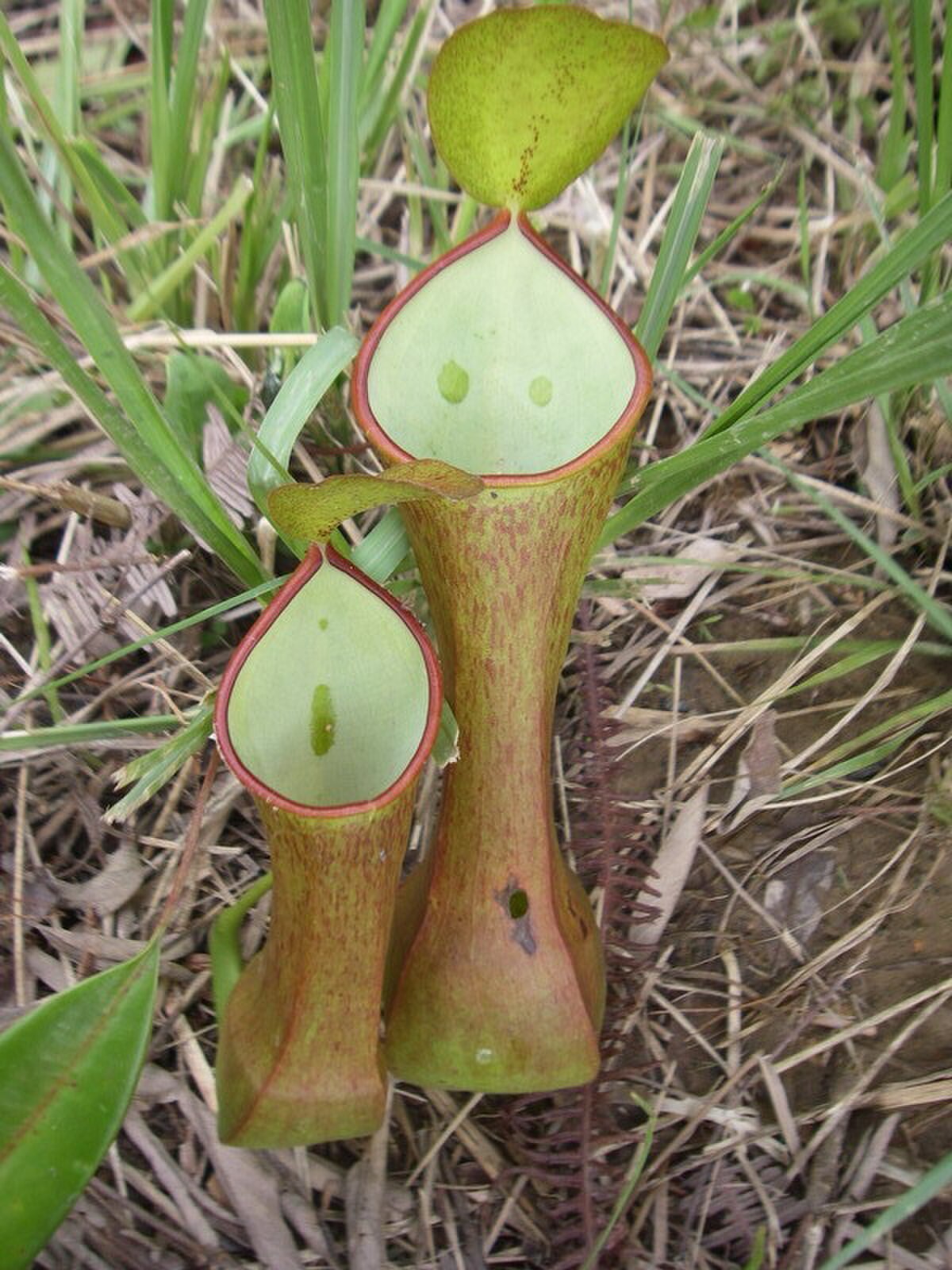 Nepenthes murudensis