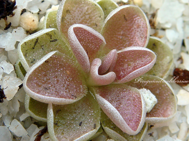 Pinguicula ehlersiae