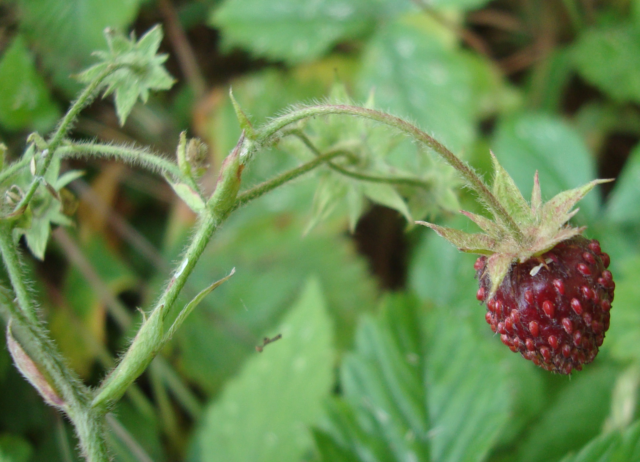 Fragaria ananassa