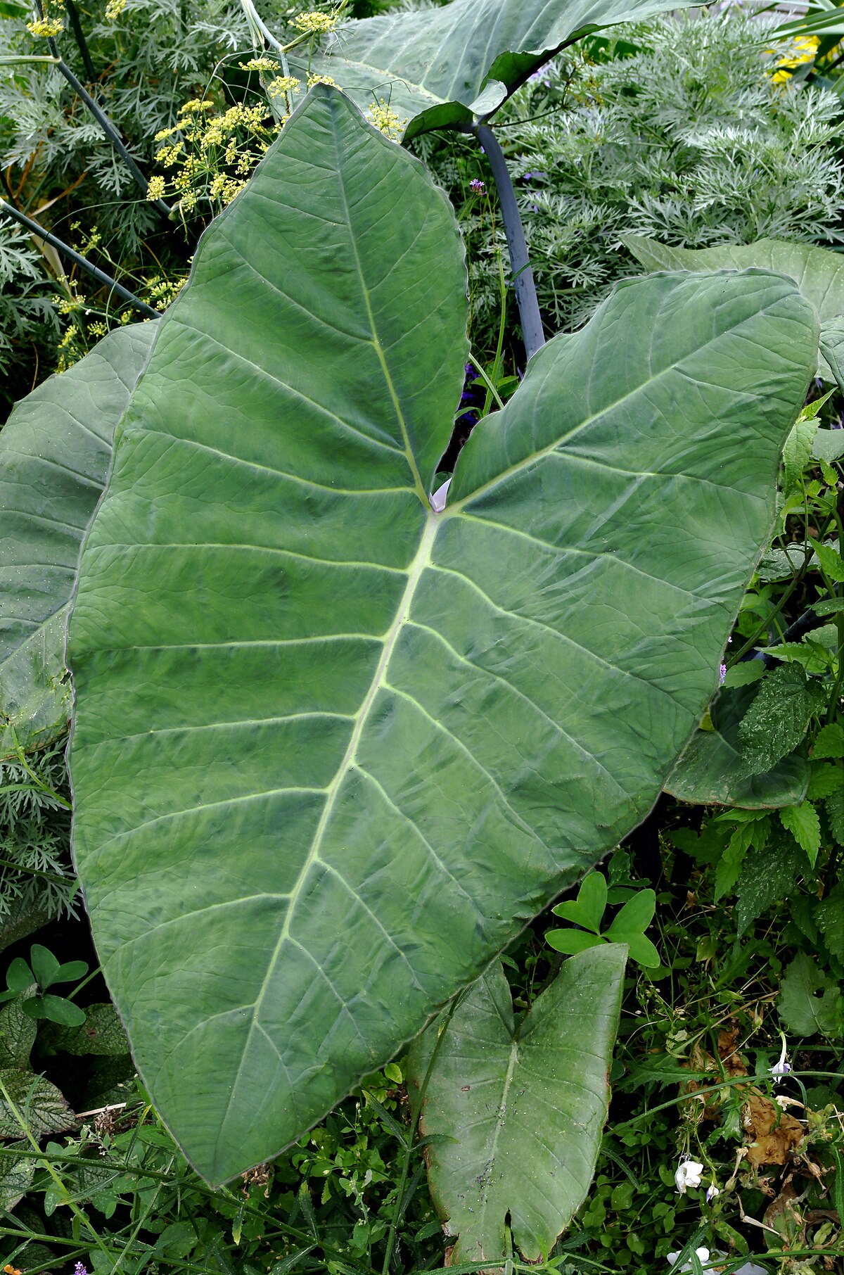 Colocasia esculenta