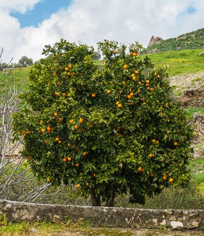 Citrus reticulata