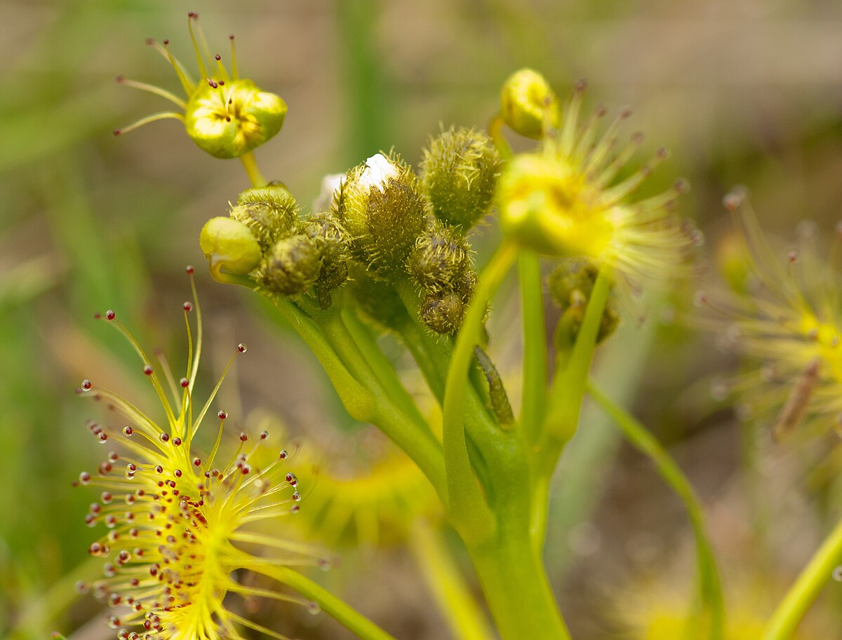 Drosera hookeri