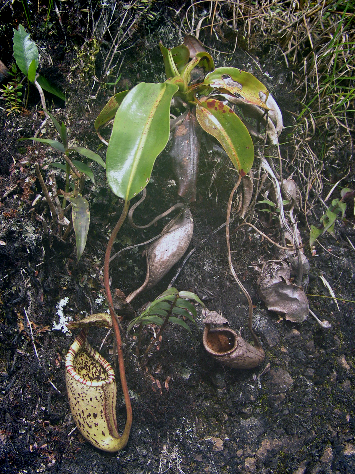 A rosette plant with lower pitchers