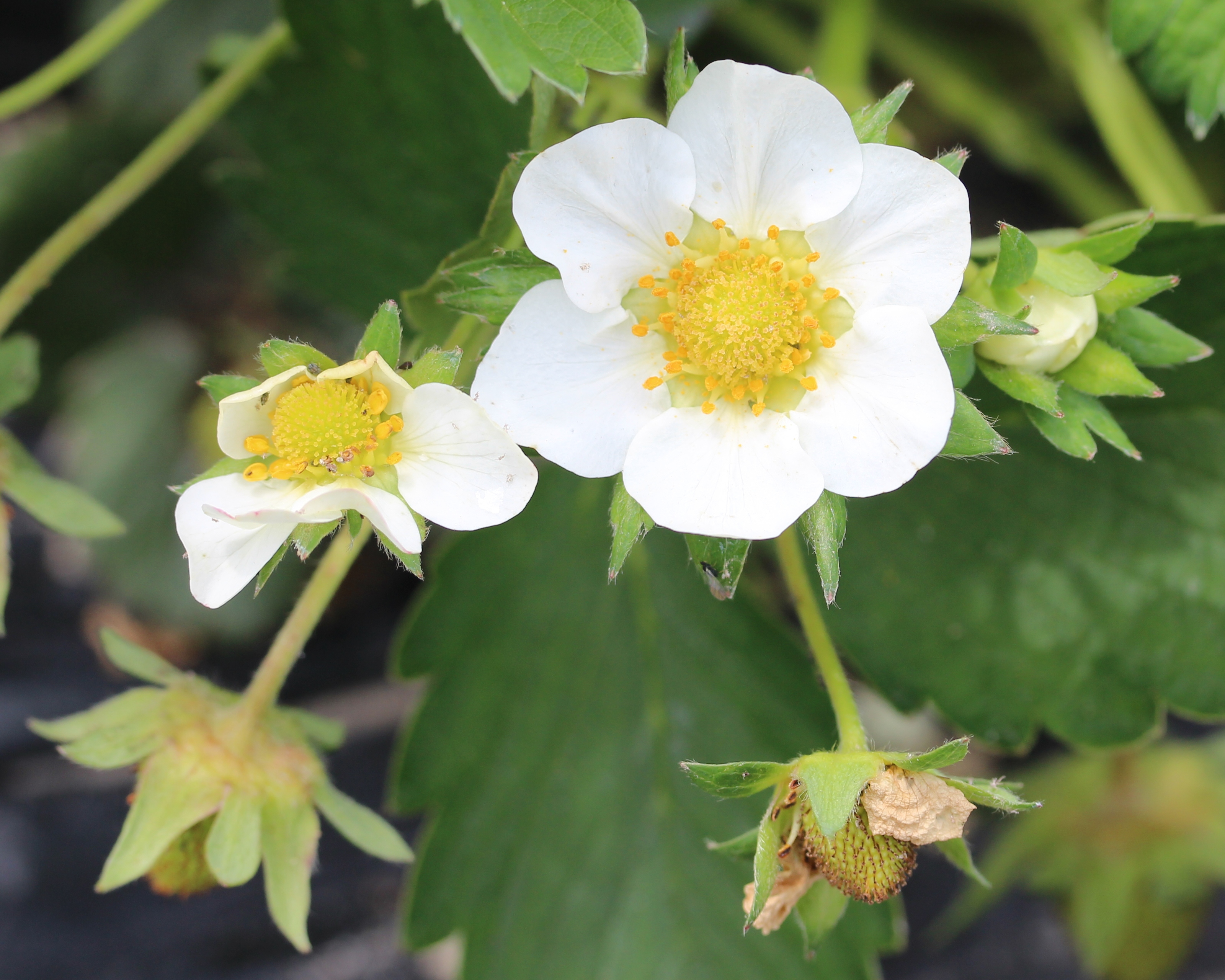 Fragaria ananassa