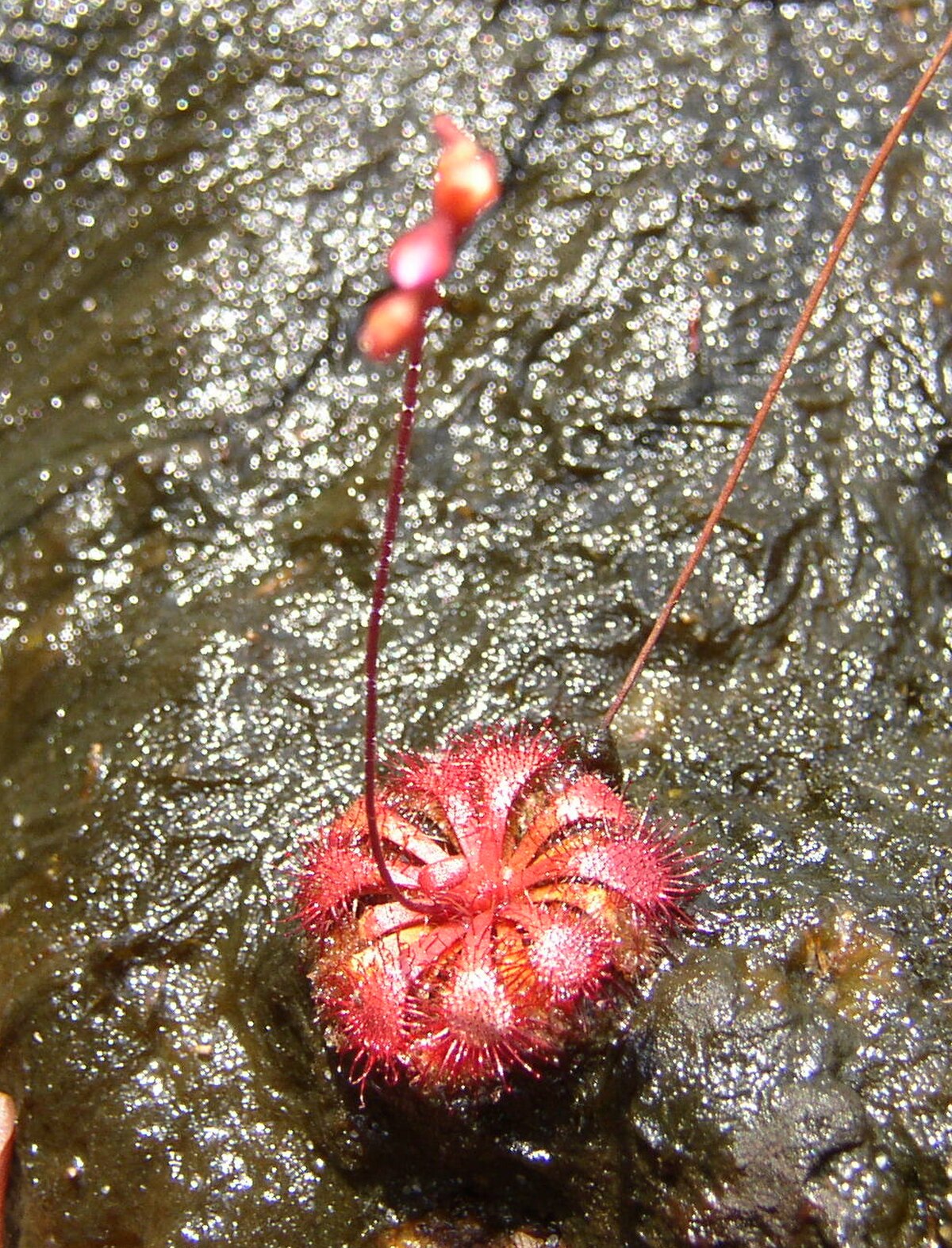 Drosera spatulata